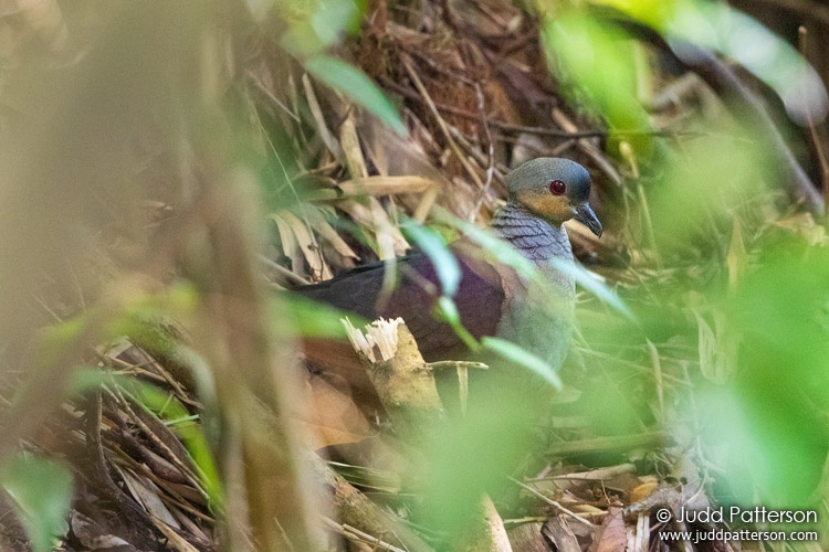 Crested Quail-Dove, Blue Mountains National Park, Jamaica